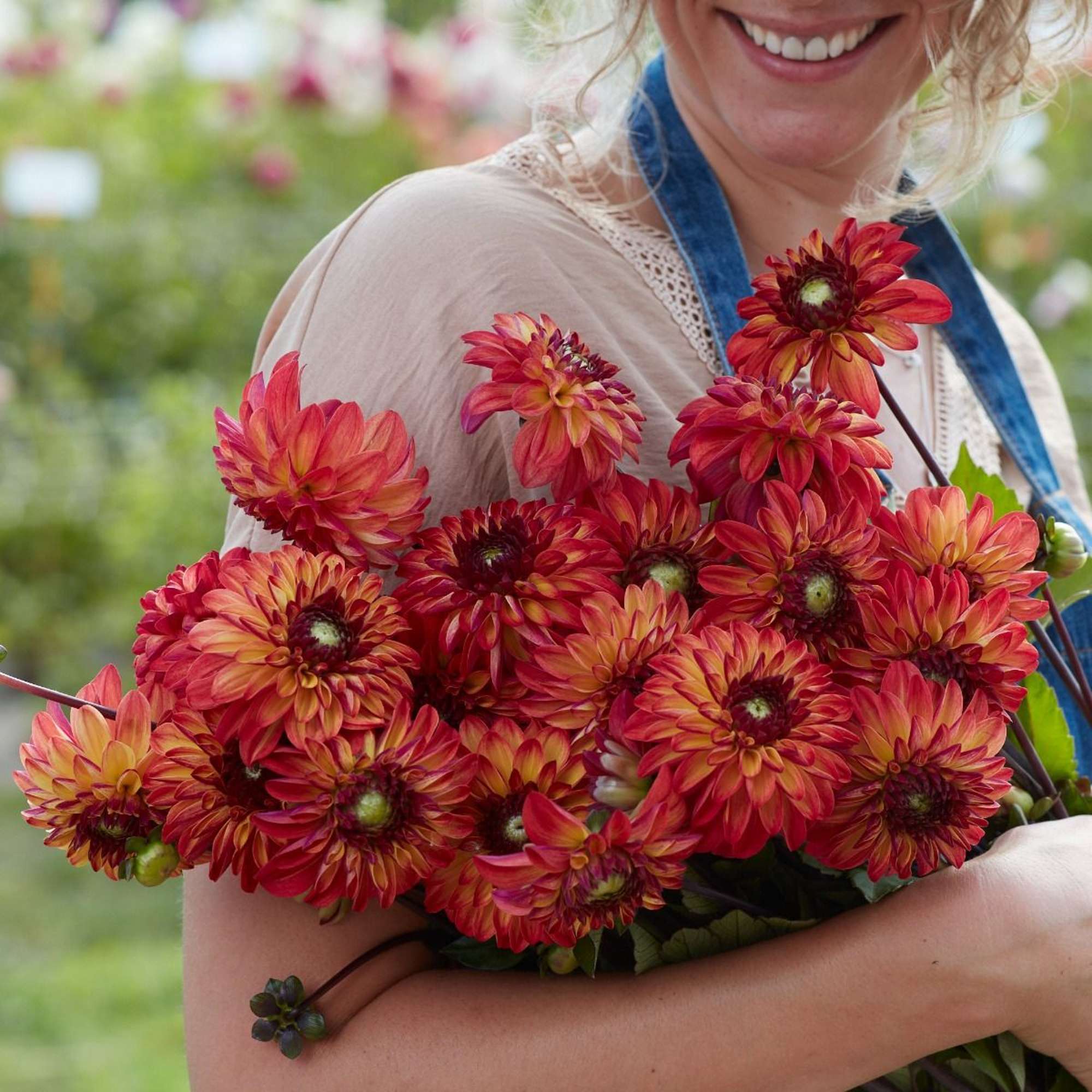 Dahlia 'Autumn Pumpkin'